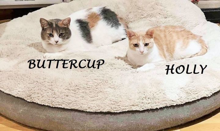 Holly and Buttercup 3