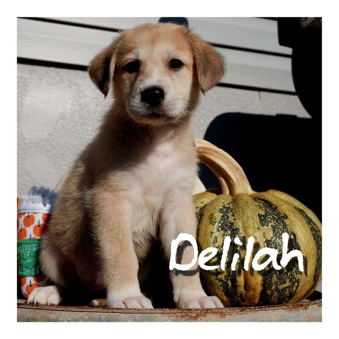 Delilah