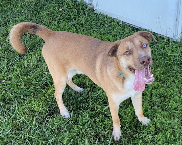 Bruno Mars, an adoptable Mountain Cur, Husky in Sistersville, WV, 26175 | Photo Image 1