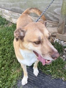 Bruno Mars, an adoptable Mountain Cur, Husky in Sistersville, WV, 26175 | Photo Image 2