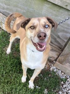 Bruno Mars, an adoptable Mountain Cur, Husky in Sistersville, WV, 26175 | Photo Image 2