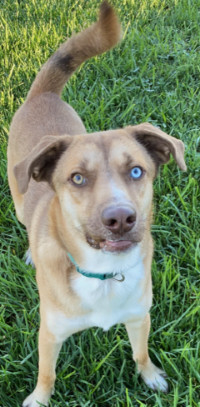 Bruno Mars, an adoptable Mountain Cur, Husky in Sistersville, WV, 26175 | Photo Image 3