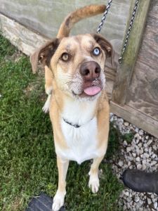 Bruno Mars, an adoptable Mountain Cur, Husky in Sistersville, WV, 26175 | Photo Image 3