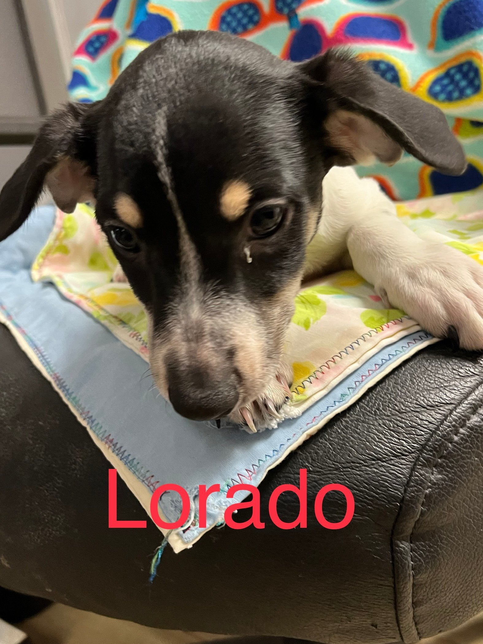 Lorado