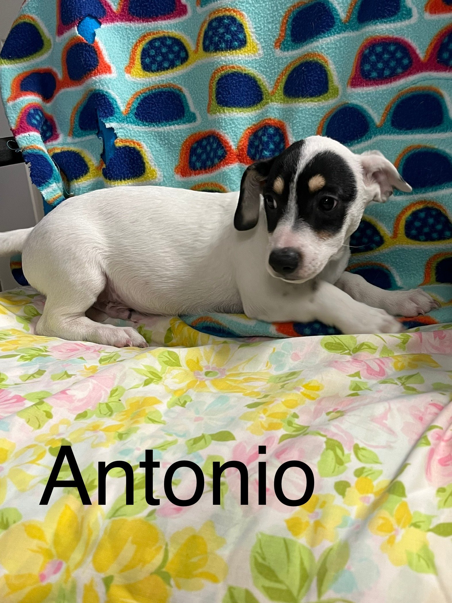 Antonio