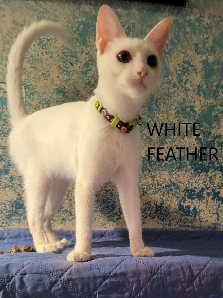 White Feather 1