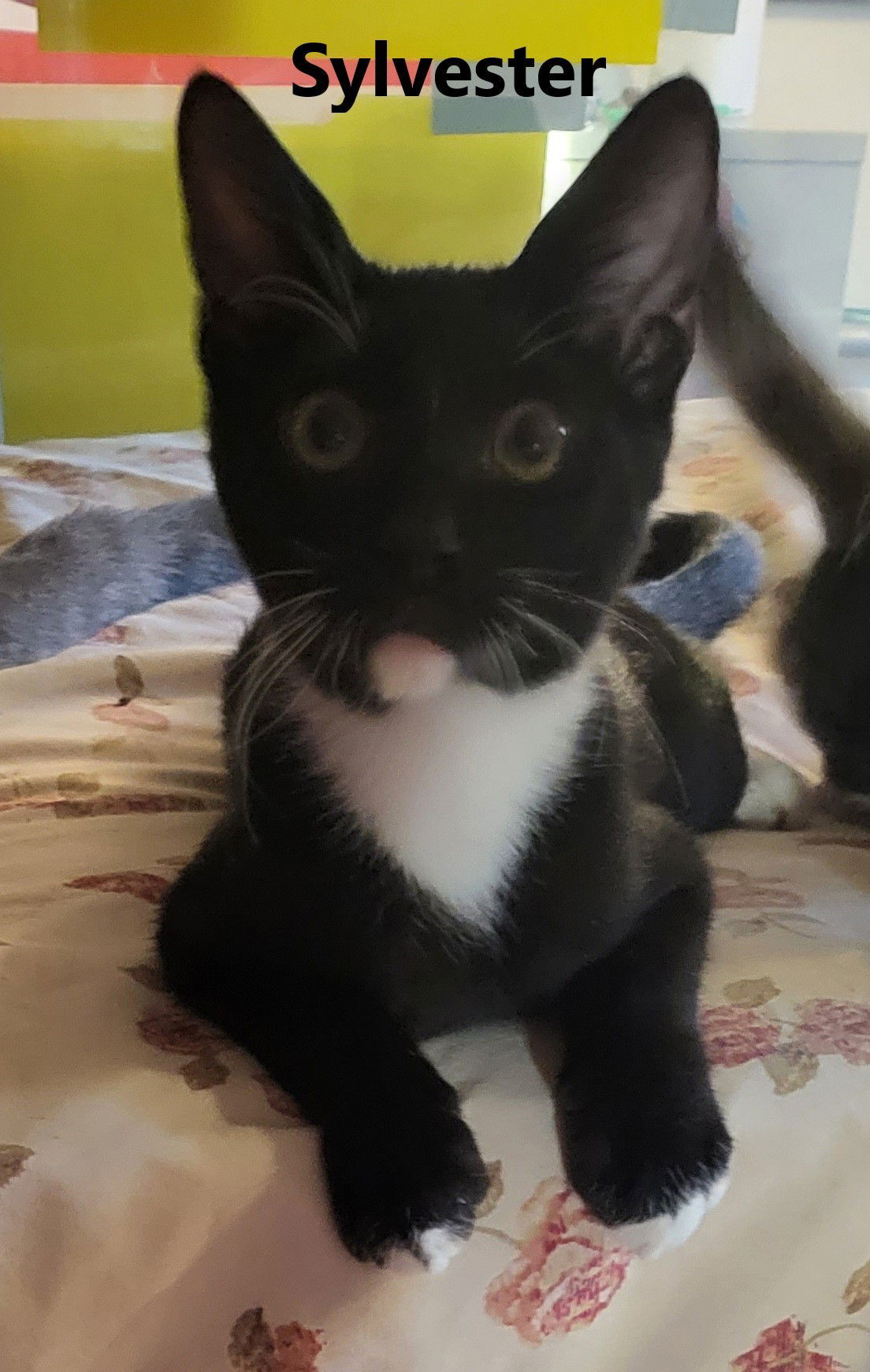 Sylvester