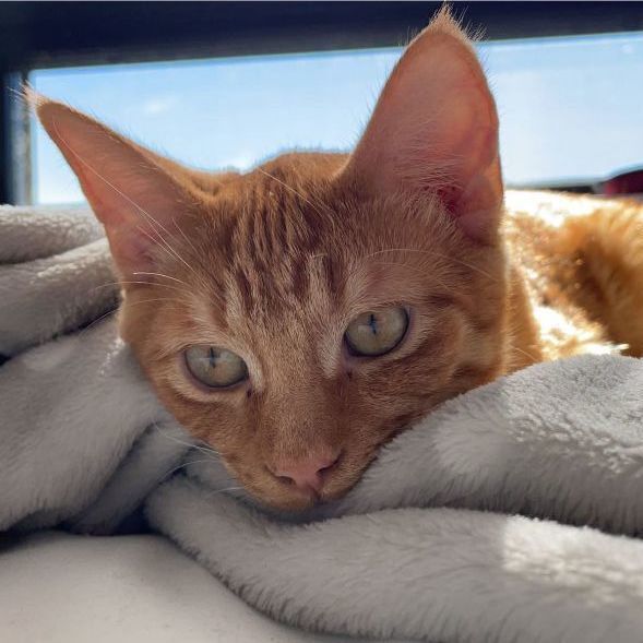 Cat for adoption Cunningham, a Domestic Short Hair & Tabby Mix in