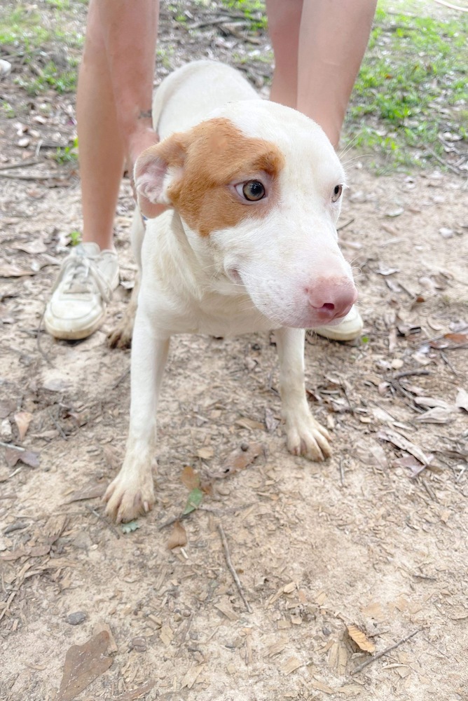 Ridley, an adoptable Rat Terrier in Troy, AL, 36081 | Photo Image 2