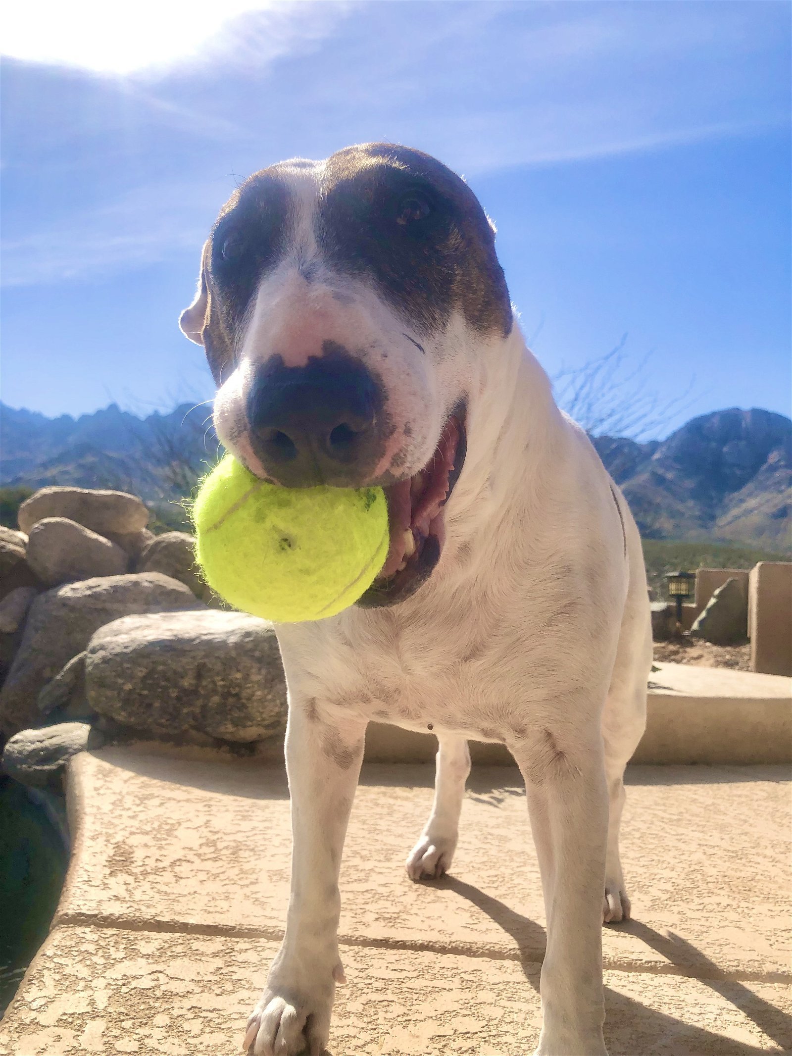 PENNY, an adoptable English Bulldog in Oro Valley, AZ, 85737 | Photo Image 1