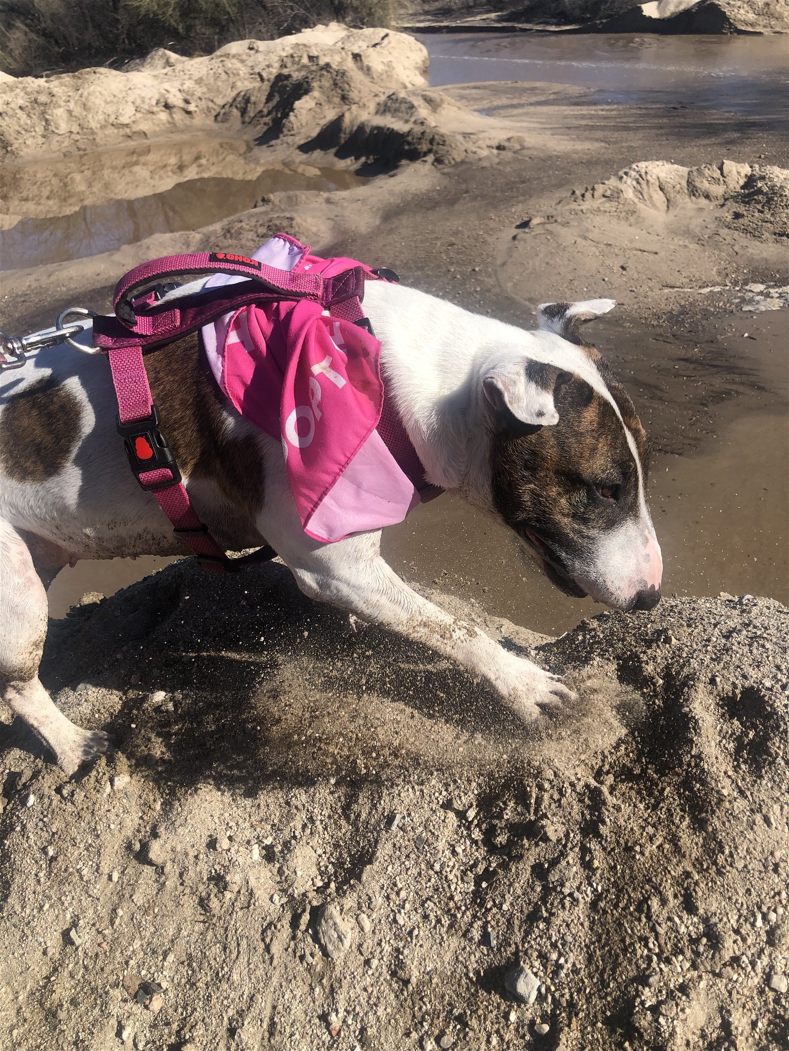 PENNY, an adoptable English Bulldog in Oro Valley, AZ, 85737 | Photo Image 3