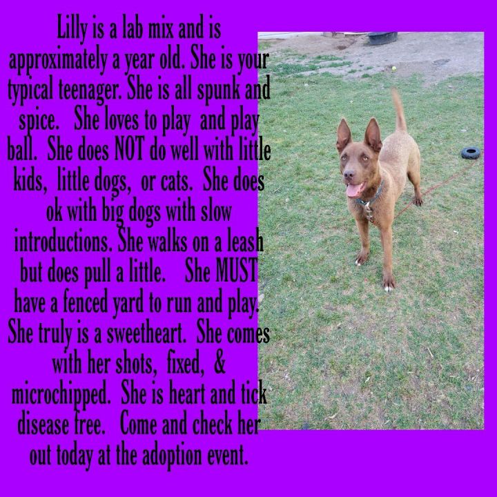 Dog for adoption - Lily, a Labrador Retriever Mix in Brigham City, UT |  Petfinder