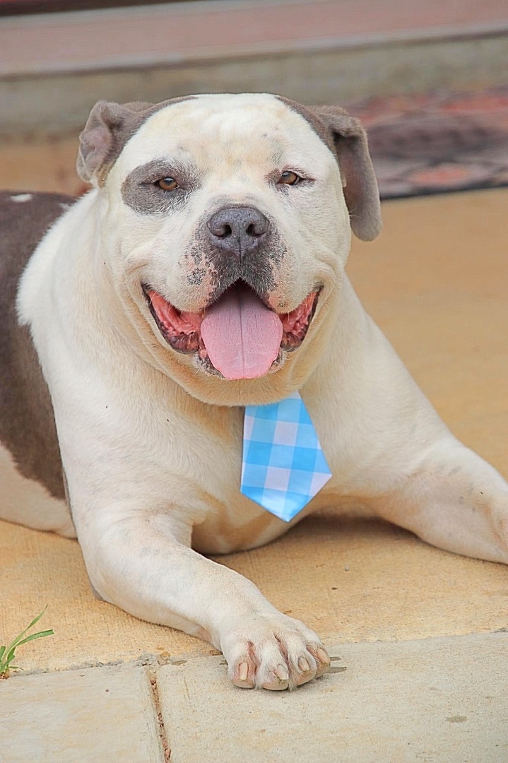 Dog For Adoption - Savage, An American Bulldog In Fayetteville, Nc 