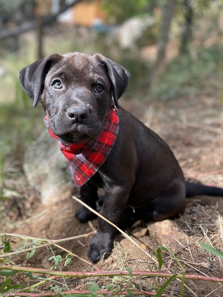 Bo, an adoptable Labrador Retriever & Pit Bull Terrier Mix in Winter Park, CO_image-1