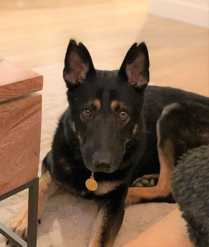 Rocky, an adoptable German Shepherd Dog in Austin, TX_image-4