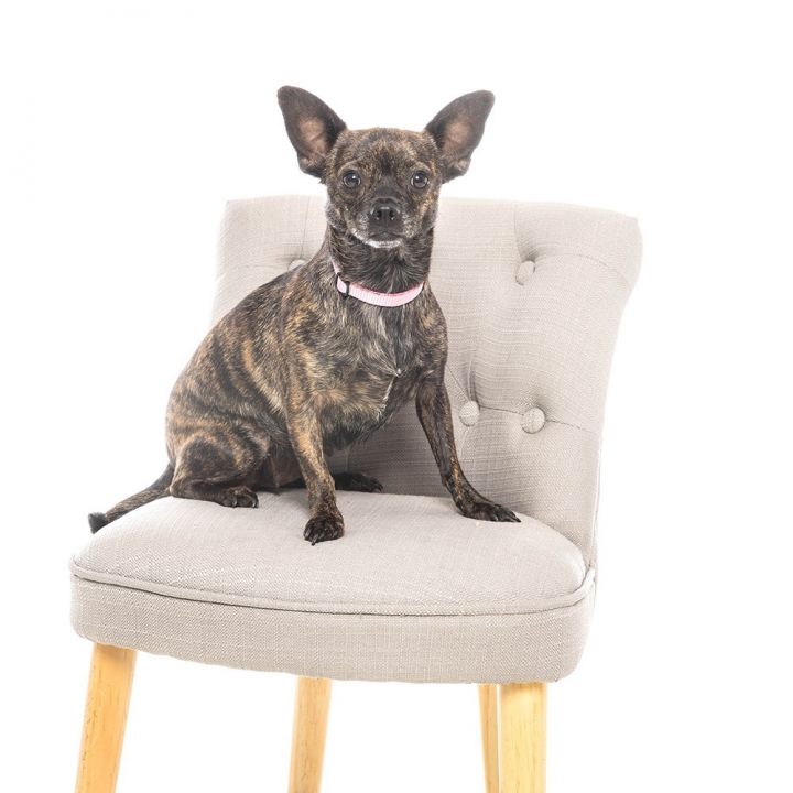 Stella 1