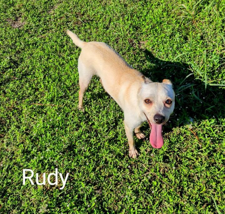 Rudy , an adoptable Terrier & Chihuahua Mix in abingdon, MD_image-1