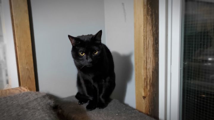 Blackie 1