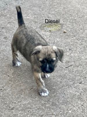 Diesel 