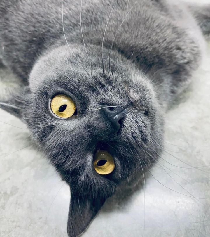 Sweetie 2