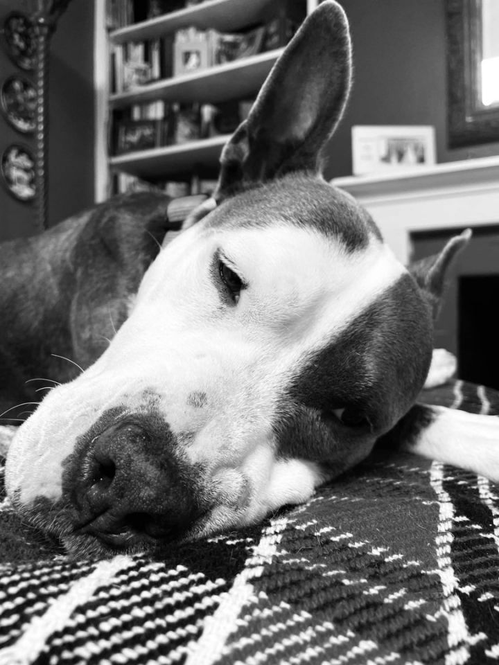 Bonnie, an adoptable Bull Terrier Mix in Detroit, MI_image-2