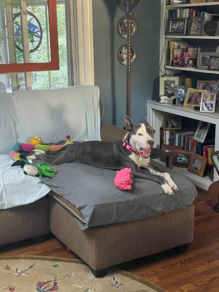 Bonnie, an adoptable Bull Terrier Mix in Detroit, MI_image-6