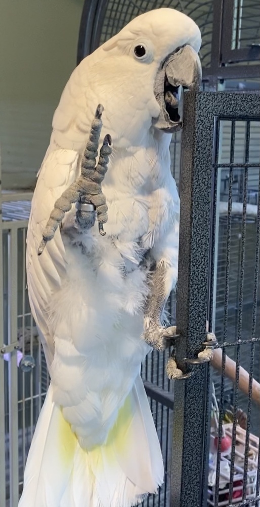 Boo, an adoptable Cockatoo in Pittsburgh, PA_image-2