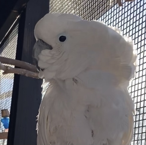 Boo, an adoptable Cockatoo in Pittsburgh, PA_image-3