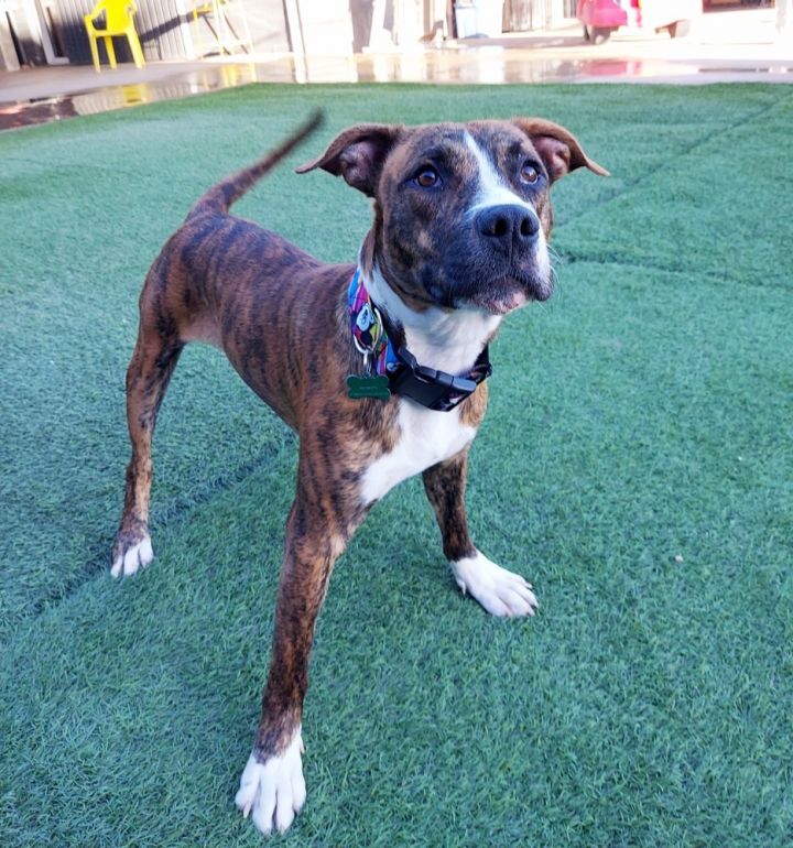 Dax, an adoptable Boxer & Pit Bull Terrier Mix in Phoenix, AZ_image-4
