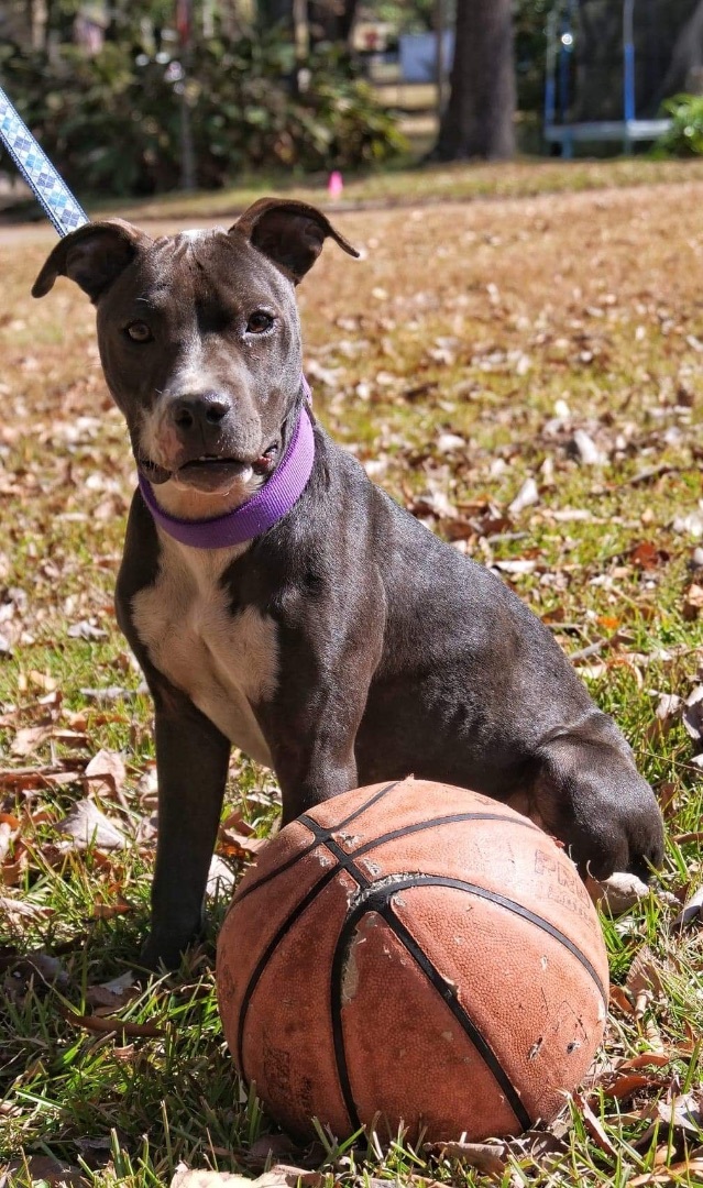 Cookie, an adoptable Mixed Breed in Hickory Flat, MS_image-1