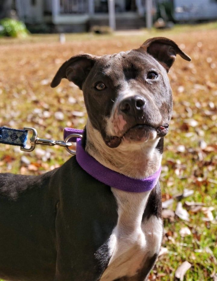 Cookie, an adoptable Mixed Breed in Hickory Flat, MS_image-5