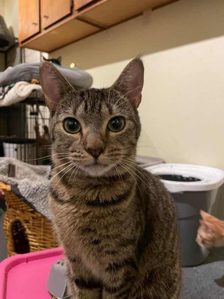 Sashimi, an adoptable Tabby & Domestic Short Hair Mix in The Woodlands, TX_image-1