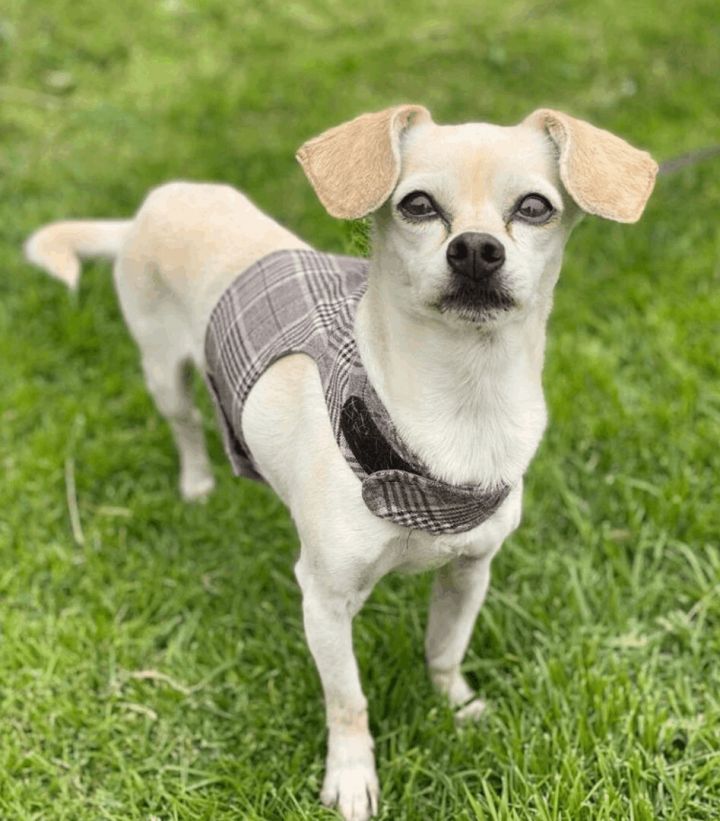Kitty, an adoptable Terrier in San Francisco, CA_image-1