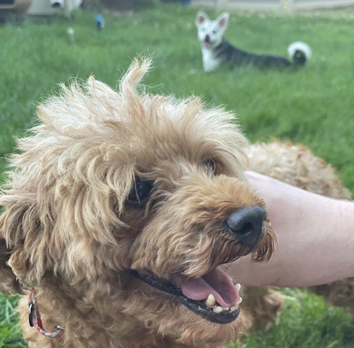 Sheila, an adoptable Poodle in Brooklyn Center, MN, 55429 | Photo Image 2