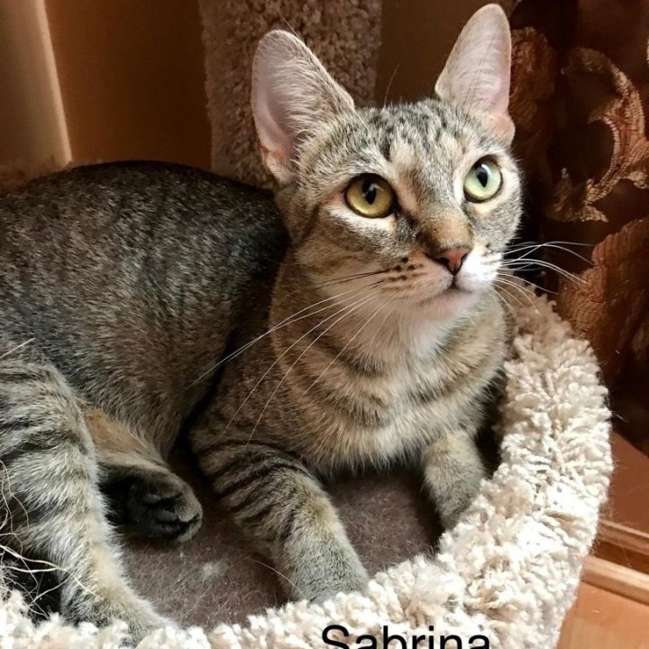 Sabrina 1