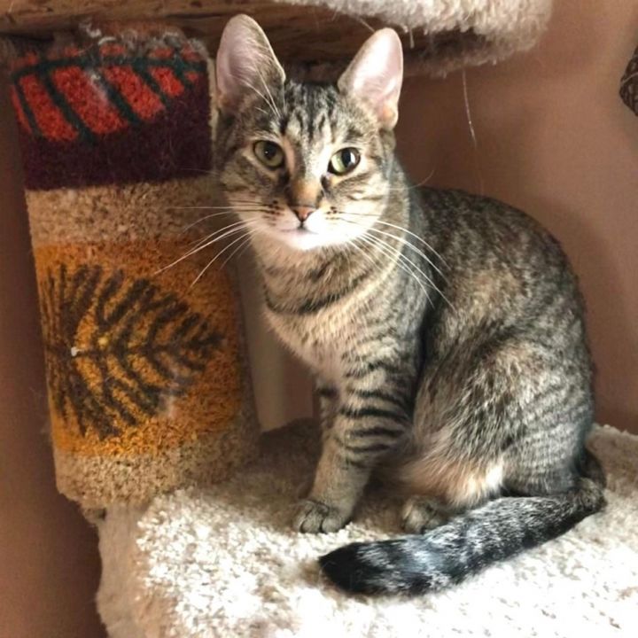 Sabrina, an adoptable Tabby & Domestic Short Hair Mix in Orland Park, IL_image-2