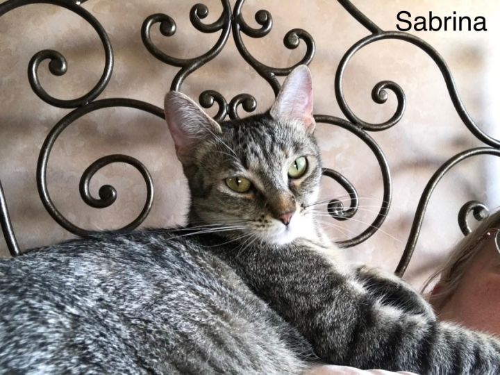 Sabrina, an adoptable Tabby & Domestic Short Hair Mix in Orland Park, IL_image-6