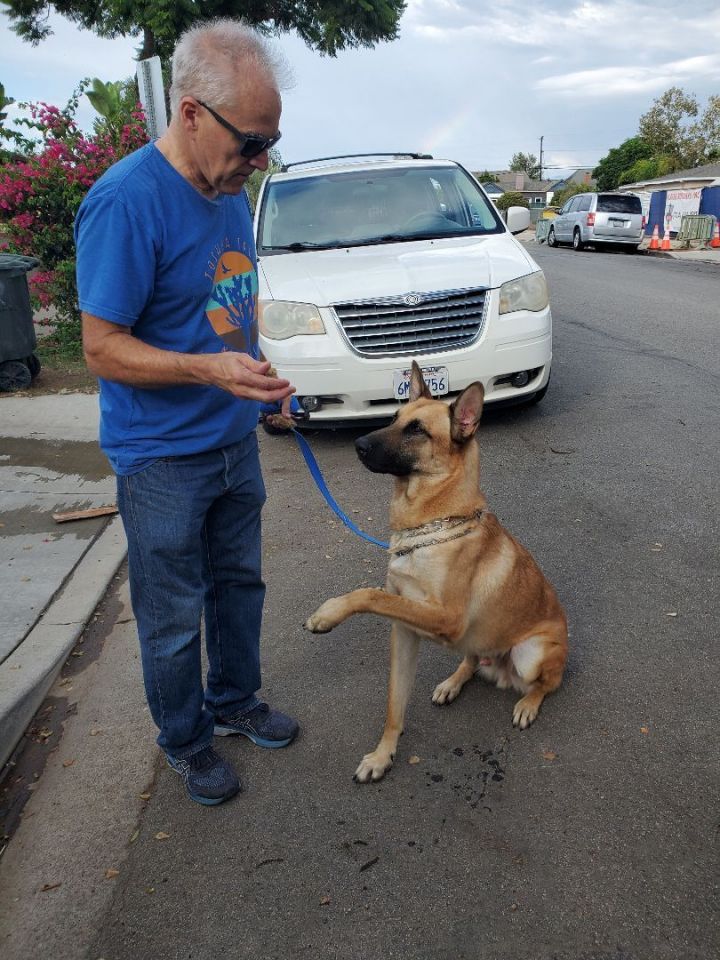 Tucker Smucker Pup Part 4, an adoptable Belgian Shepherd / Malinois in Manhattan Beach, CA_image-1
