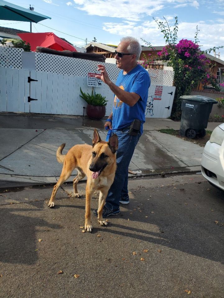 Tucker Smucker Pup Part 4, an adoptable Belgian Shepherd / Malinois in Manhattan Beach, CA_image-3