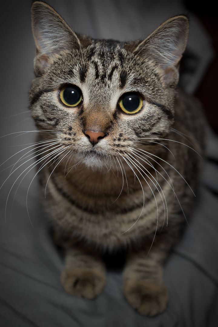 Spritzy, an adoptable Domestic Short Hair in Washburn, WI_image-1