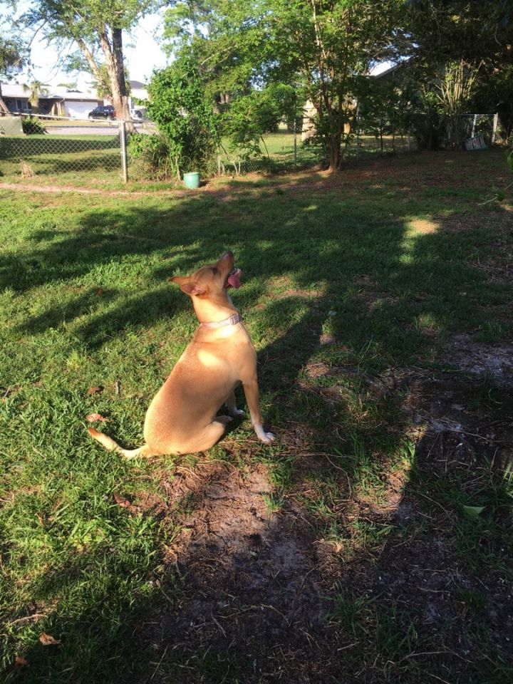 Dog for adoption - Clover, a Black Mouth Cur & Vizsla Mix in Crestview