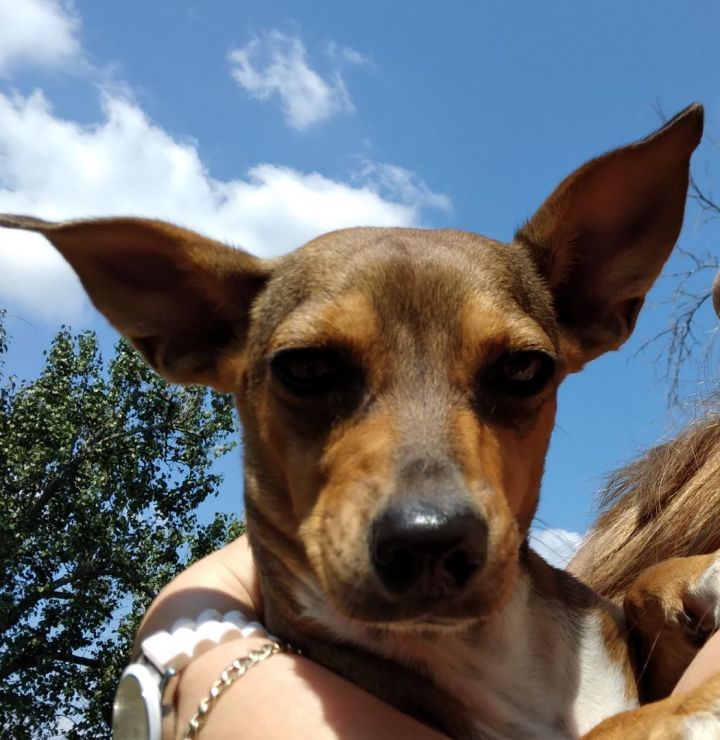 Anita - What a gem! (WA-067291), an adoptable Chihuahua & Dachshund Mix in Bothell, WA_image-4