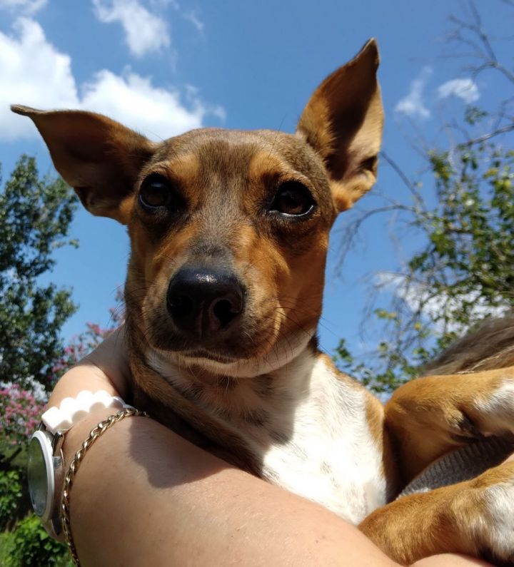 Anita - What a gem!!! (NY-998551), an adoptable Chihuahua & Dachshund Mix in Brewster, NY_image-1