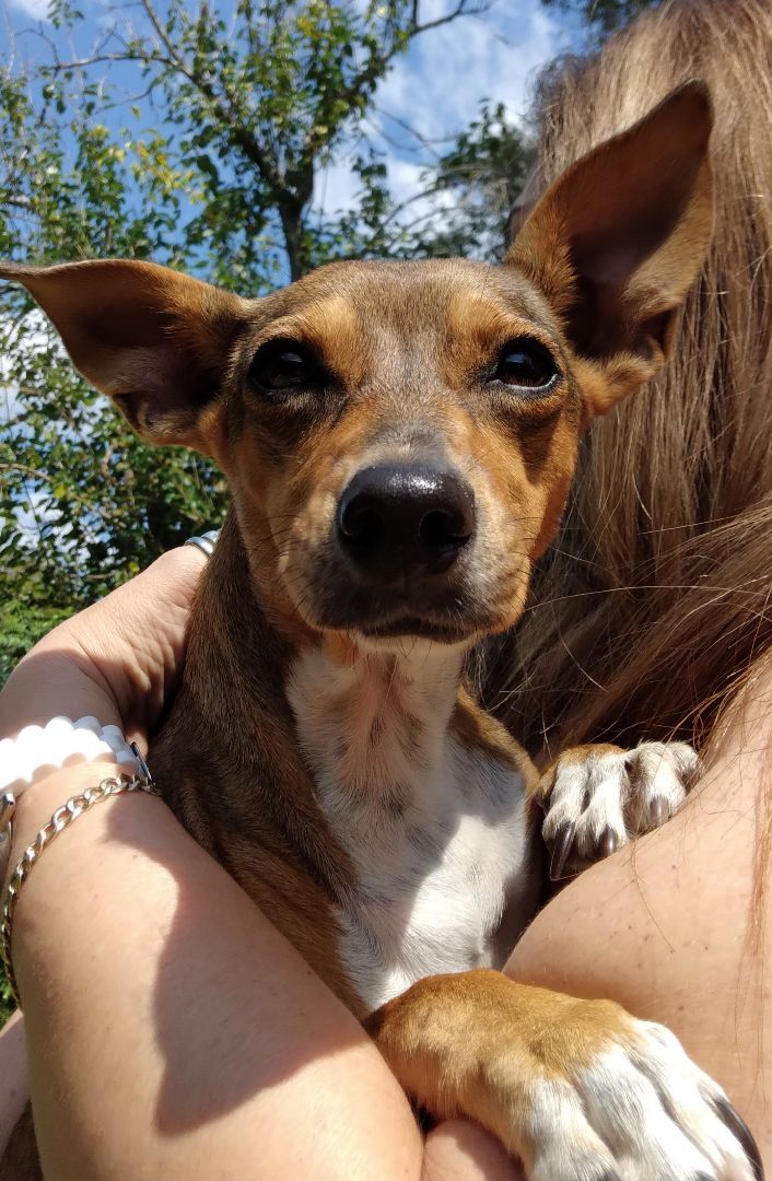 Anita - What a gem!!! (NY-998551), an adoptable Chihuahua & Dachshund Mix in Brewster, NY_image-5
