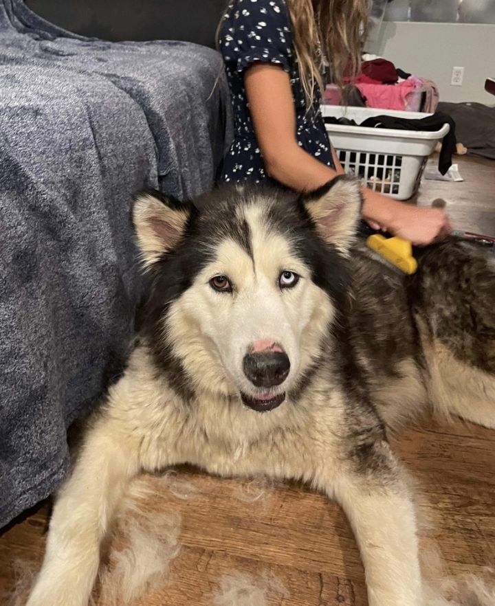Dog for adoption - Rainbow, a Siberian Husky & Alaskan Malamute Mix in  Portland, OR | Petfinder