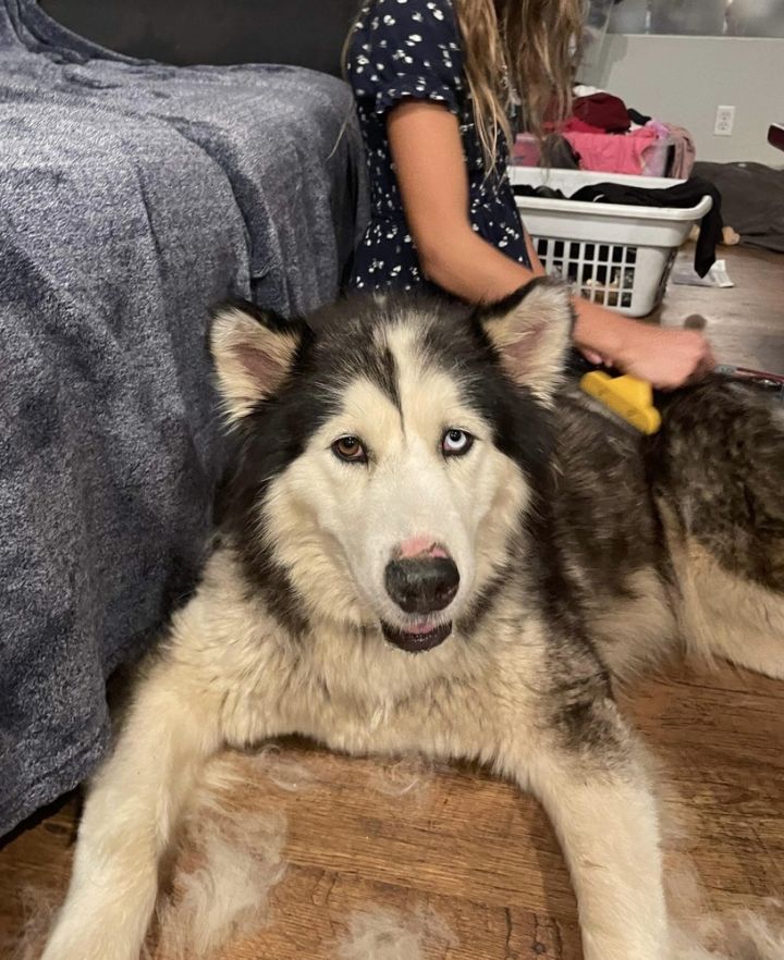 Dog for adoption - Rainbow, a Siberian Husky & Alaskan Malamute Mix in OR |