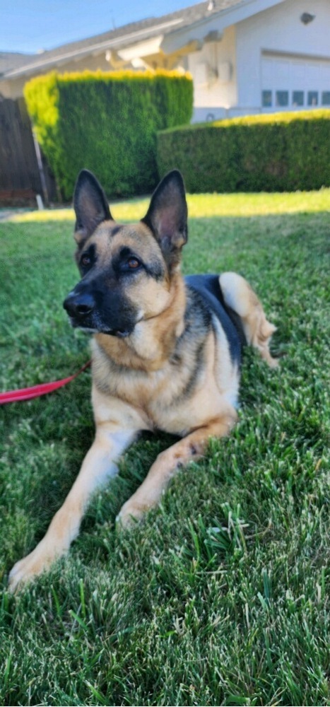 Lucy, an adoptable German Shepherd Dog in Pleasant Hill, CA, 94523 | Photo Image 1