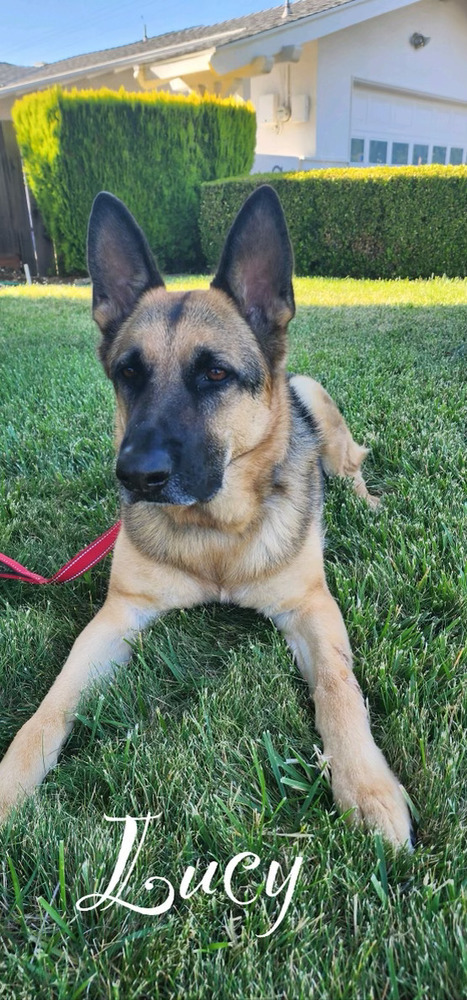 Lucy, an adoptable German Shepherd Dog in Pleasant Hill, CA, 94523 | Photo Image 2