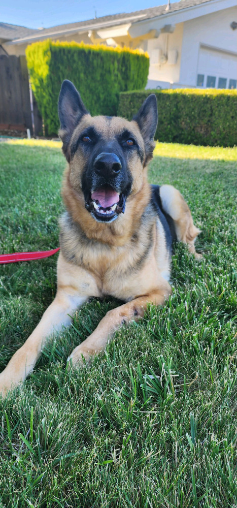 Lucy, an adoptable German Shepherd Dog in Pleasant Hill, CA, 94523 | Photo Image 3