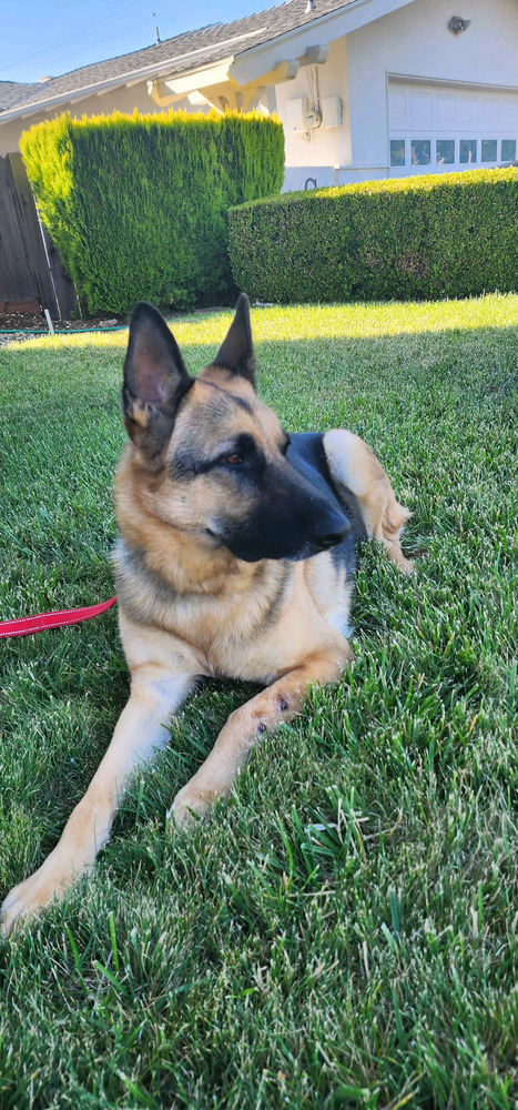 Lucy, an adoptable German Shepherd Dog in Pleasant Hill, CA, 94523 | Photo Image 4